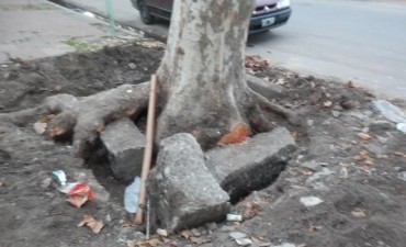 Sobre la vereda del club Urso: &ldquo;ahora es cuesti&oacute;n de los funcionarios, me parece desacertado que hagamos la vereda nueva y dentro de unos meses tengamos todo levantado de vuelta por los arboles que no nos dejan sacar&rdquo;