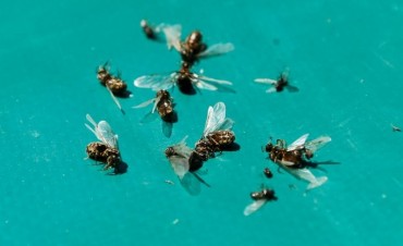 Las curiosidades deportivas que dejó este 2017